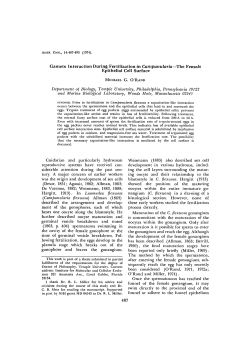 Gamete Interaction During Fertilization in Campanularia&mdash;The