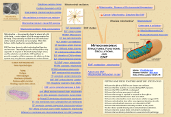 Mitochondria - Oscillatorium