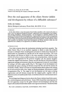 Does the oral apparatus of the ciliate Stentor inhibit oral
