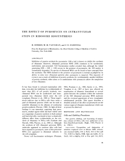 the effect of puromycin on intranuclear steps in ribosome biosynthesis