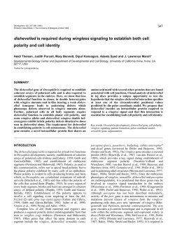 dishevelled is required during wingless signaling to