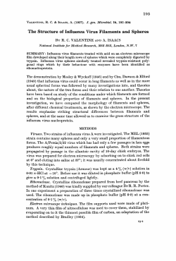 The Structure of Influenza Virus Filaments and Spheres