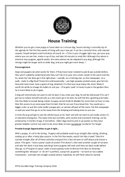 House Training - The Sociable Dogs Training Co.