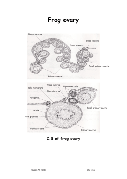 Frog ovary CS of frog ovary