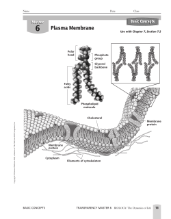 Plasma Membrane Diagram Notes