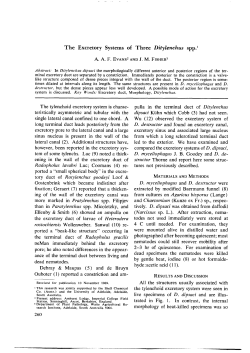 The Excretory Systems of Three Ditylenchus spp.