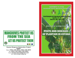 pest diseases of plantain in guyana