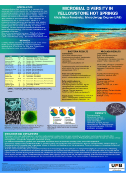 MICROBIAL DIVERSITY IN YELLOWSTONE HOT SPRINGS