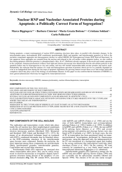Nuclear RNP and Nucleolar-Associated Proteins during Apoptosis