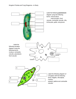 Kingdom Protista and Fungi Diagrams-