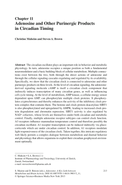 Adenosine and Other Purinergic Products in Circadian Timing