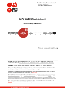 Dallia pectoralis, Alaska Blackfish