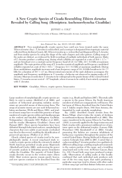 A New Cryptic Species of Cicada Resembling