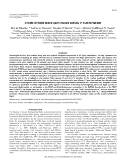 Effects of flight speed upon muscle activity in hummingbirds