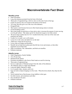 Macroinvertebrate Fact Sheet