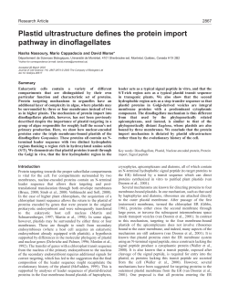 Plastid ultrastructure defines the protein import pathway in