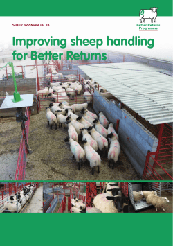Manual 13 - Improving sheep handling for better returns