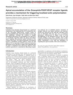 Apical accumulation of the Drosophila PDGF/VEGF