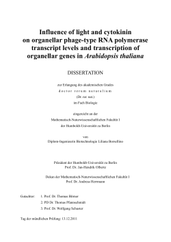 Influence of light and cytokinin on organellar phage