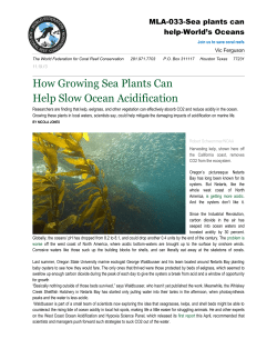How Growing Sea Plants Can Help Slow Ocean Acidification