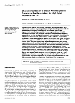 Characterization of a brown Nostoc species from