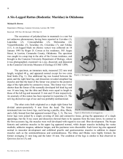 A Six-Legged Rattus - Oklahoma State University