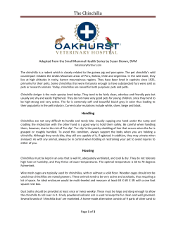 The Chinchilla - Oakhurst Veterinary Hospital