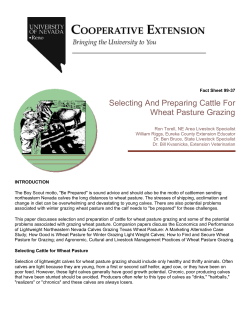 Selecting And Preparing Cattle For Wheat Pasture Grazing