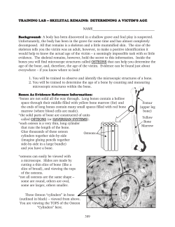 TRAINING LAB &ndash; SKELETAL REMAINS: DETERMINING A VICTIM`S