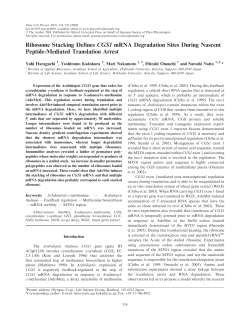 Ribosome Stacking Defines CGS1 mRNA Degradation Sites During
