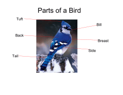 Bird (common name)
