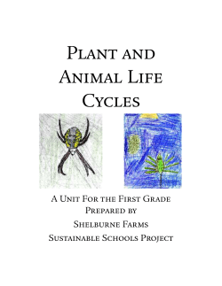 Plant and Animal Life Cycles
