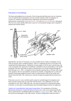 Marine Flatworms of the World! - Introduction