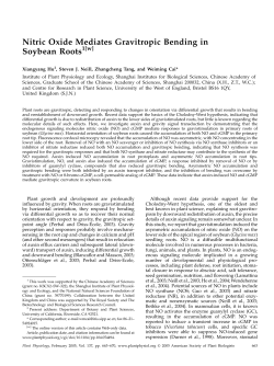 Nitric Oxide Mediates Gravitropic Bending in Soybean Roots