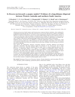 Is Drosera meristocaulis a pygmy sundew?