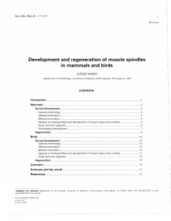 Development and regeneration of muscle spindles in mammals and
