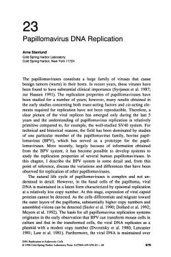 Papillomavirus DNA Replication - DNA Replication and Human