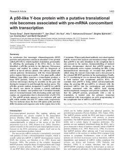 A p50-like Y-box protein with a putative translational role becomes