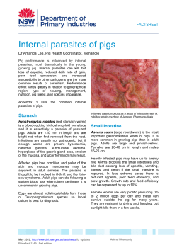 Internal parasites of pigs - NSW Department of Primary Industries
