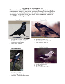 Bird identification chart