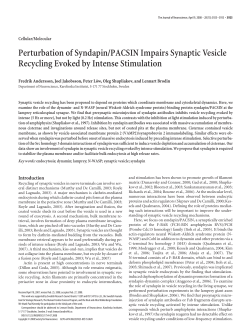 Perturbation of Syndapin/PACSIN Impairs Synaptic Vesicle