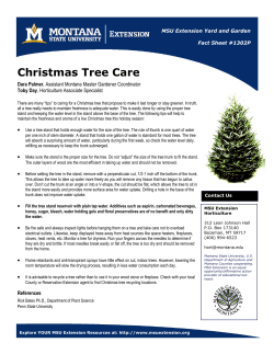 Christmas Tree Care - Montana Master Gardener