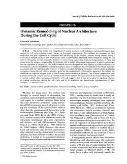 Dynamic remodeling of nuclear architecture during the cell cycle