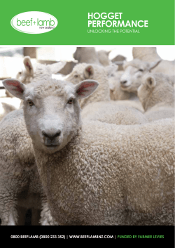 Hogget Performance - Beef + Lamb New Zealand