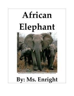 African Elephant Project Sample by Ms. Enright
