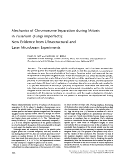 Mechanics of Chromosome Separation during