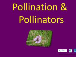 The Pollinators PowerPoint
