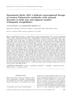 Stenotaenia Koch, 1847: a hitherto unrecognized lineage of western