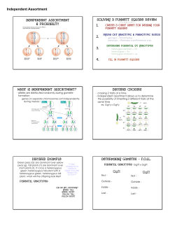 Independent Assortment