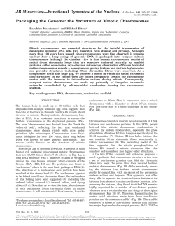 the Structure of Mitotic Chromosomes